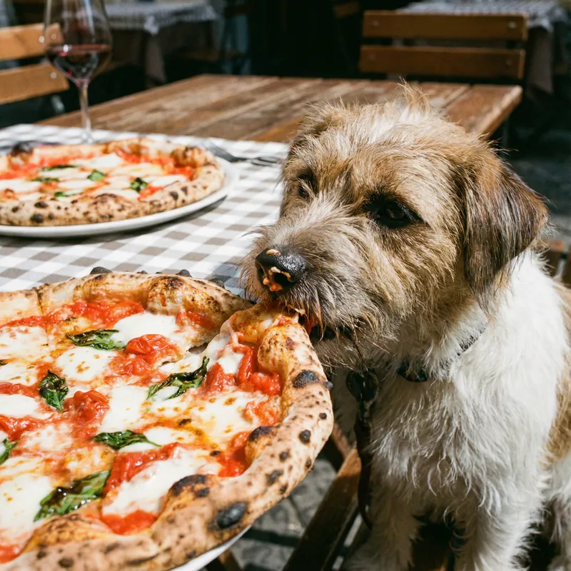 Dog Eating Authentic Italian Pizza with Tomatoes, Mozzarella, and Basil