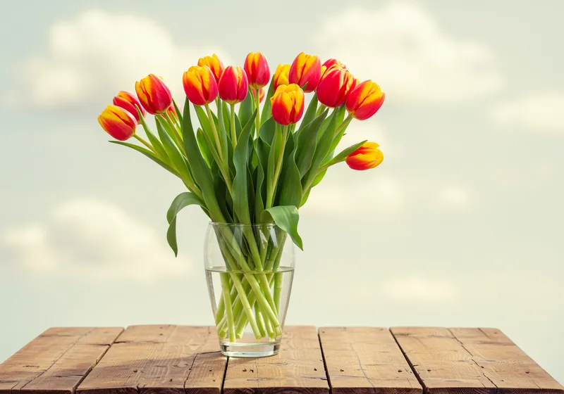 Beautiful Tulip Bouquets for Every Occasion