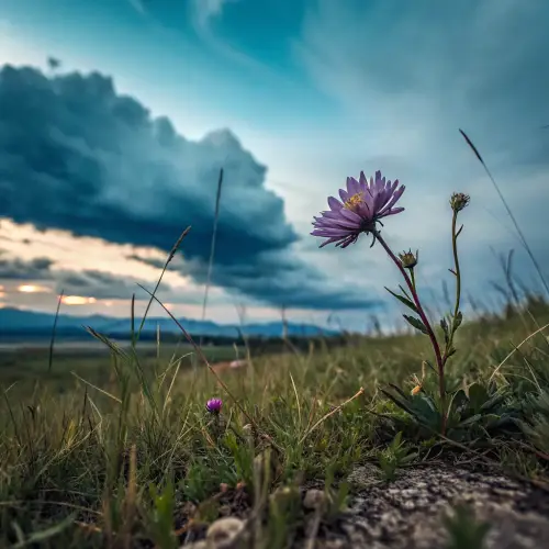 Watercolor Artwork: Cloudy Sky and Purple Chrysanthemum