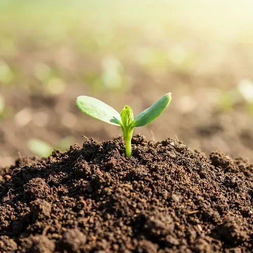 Sunflower Growth Stages: From Seed to Bloom in Pictures