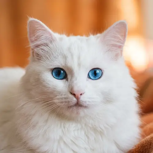 White Cat with Blue Eyes on Light Orange Background