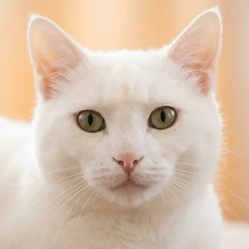 White Cat Face on Light Orange Background - Tranquil Image