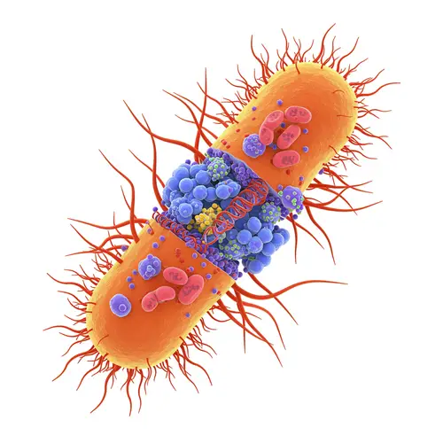 Understanding Gram Negative Bacteria