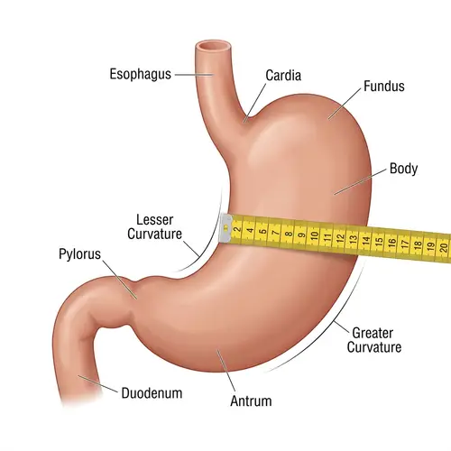 Healthy Stomach Measured with Tape: Anatomical Drawing