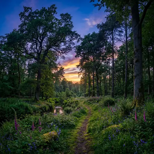 Enchanting Twilight Forest: A Nature's Serenity