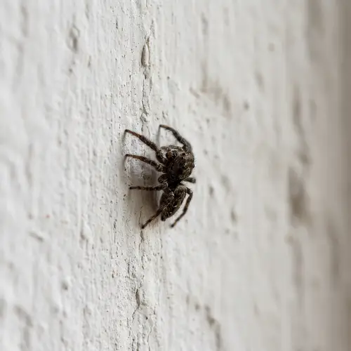 Spider Crawling on Wall - Stunning Image