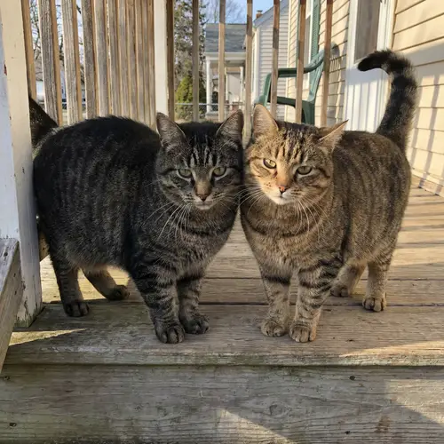 Two Chubby Cats: Grey and Brown Companions