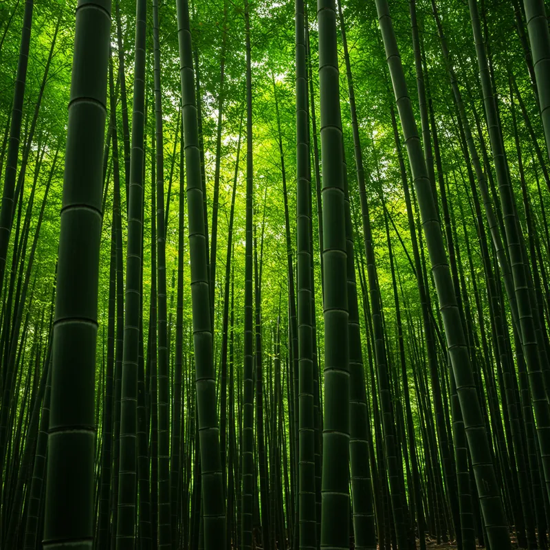 Bamboo: Nature's Versatile Wonder
