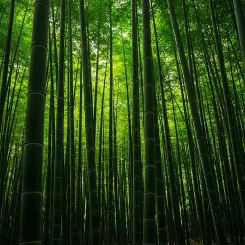 Bamboo: Nature's Versatile Wonder