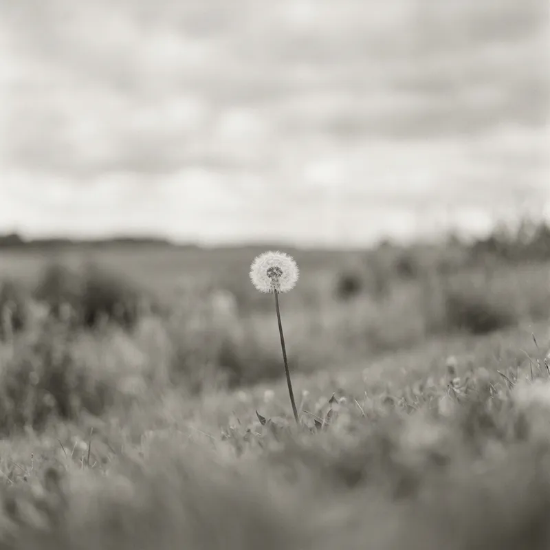 Focus on Minimalistic Design: Calm Dandelion Scene