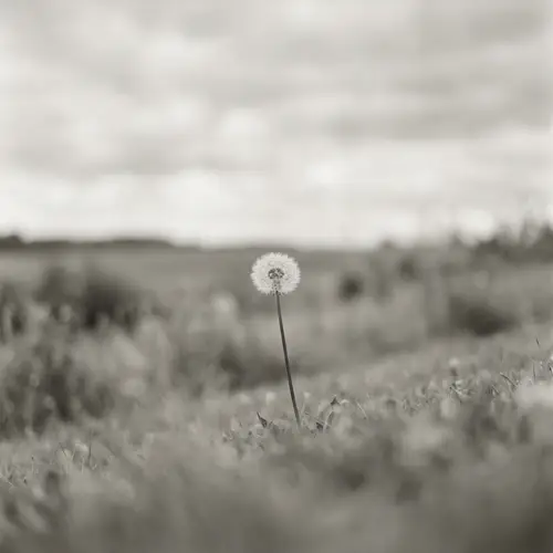 Minimalistic Design: Serene Dandelion in Monochrome