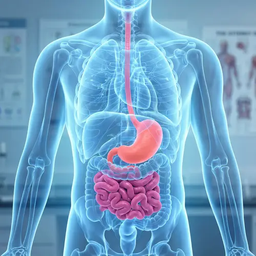 Translucent Human Torso with Blue and Pink Organs