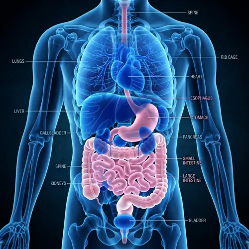 Detailed Anatomical Rendering of Male Human Torso Organs in Blue and Pink