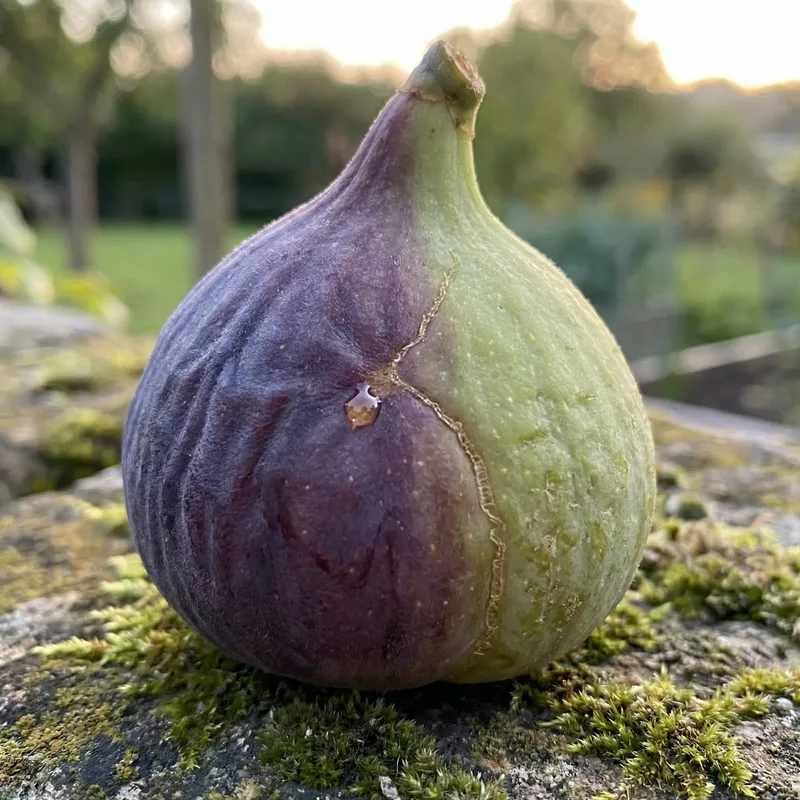 Visual Rhetoric: Antithesis in Illustration Visual Rhetoric: Antithesis in Illustration