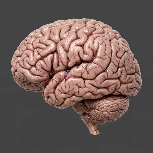 Realistic Human Brain Image | Detailed and Natural Structure
