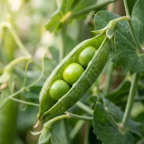 Three Perfect Peas in Organic Pod - Fresh and Vibrant