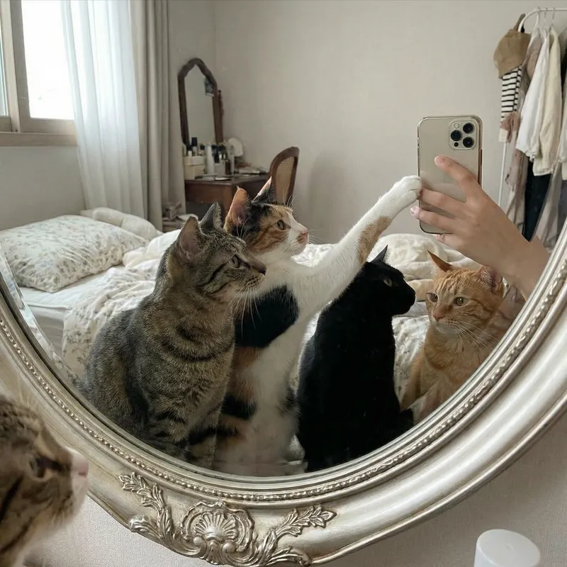Adorable Cats in Mirror Selfie