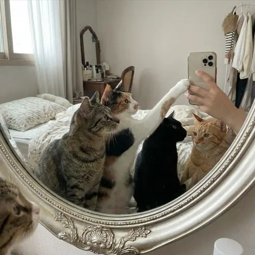 Adorable Cats in Mirror Selfie