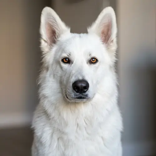 Captivating White Dog Making Direct Eye Contact