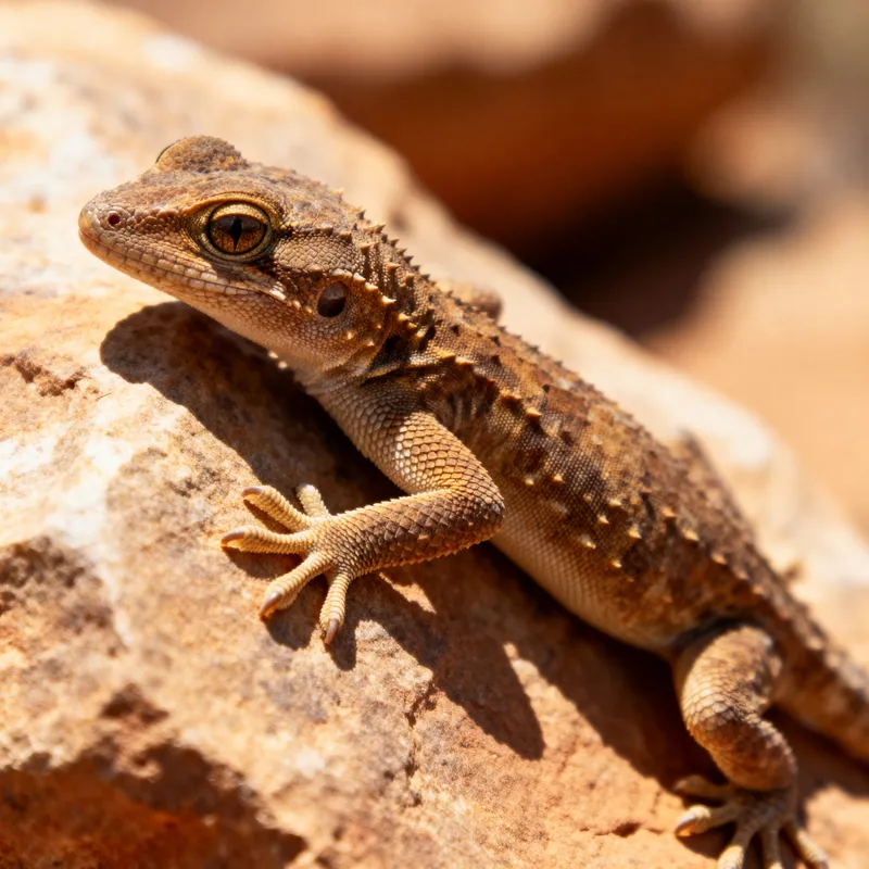 Amazing Gecko Species: Nature's Colorful Reptiles