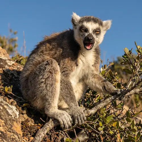 Angry Old Lemur Screaming