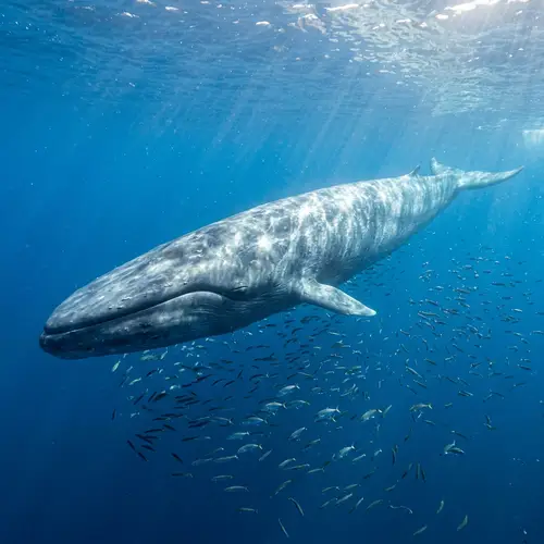 Majestic Blue Whale Gliding Through Clear Ocean Depths