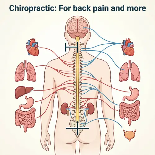 Human Sympathetic and Parasympathetic Nervous System Overview