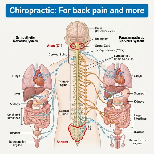 Human Sympathetic & Parasympathetic Nervous System: Illustrated Guide