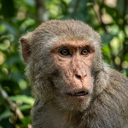 Monkey Head: Fascinating Facts and Images