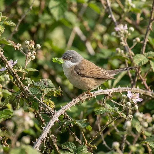 Bramble Bird with Green Leaf - Birdwatching Delight