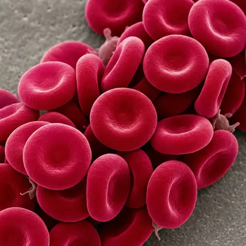 Microscopic View of Red Blood Cells