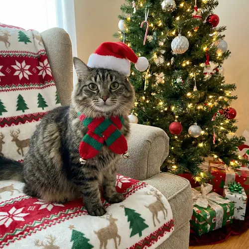 Transform Your Cat into a Festive Christmas Cat