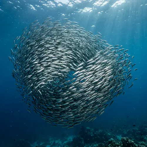 Fascinating School of Sardines - Unique Underwater Scene