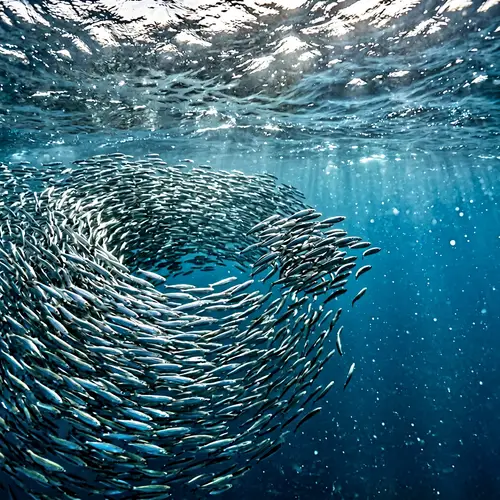 Sardines Leading Change: Stunning Aquatic Movement