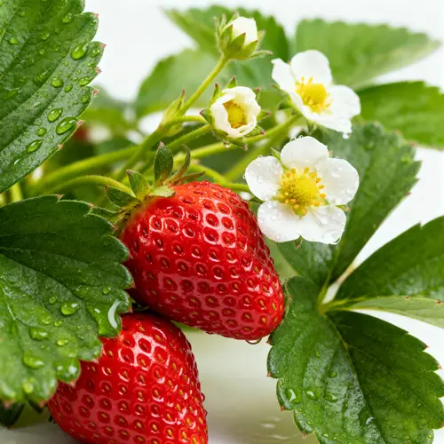 Vibrant Strawberry Plants: Macro Photography