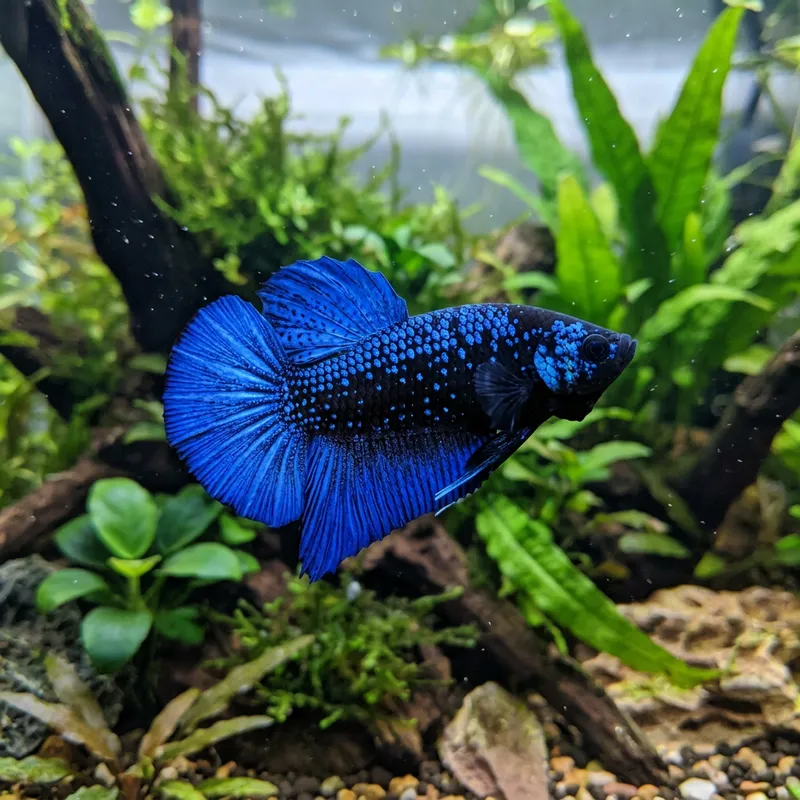Avatar Betta Fish - Majestic HMPK Variety with Blue Fin and Black Body