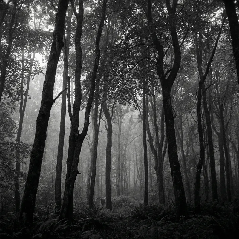 Eerie Black and White Forest Photography