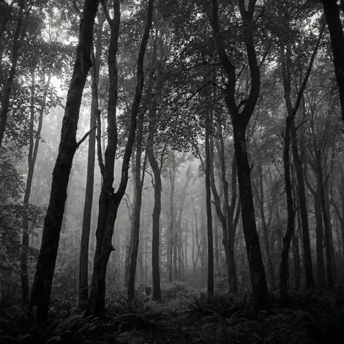Eerie Black and White Forest Photography