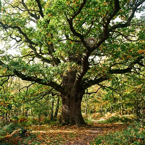 Majestic Oak Tree: Autumn Scene with Nest and Dappled Light