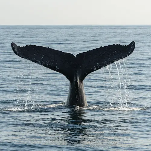 Surreal Whale Tail in Ocean - Stunning HD Imagery