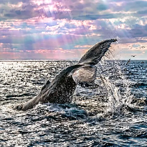 Surreal Whale Tail in Ocean - Stunning HD Imagery
