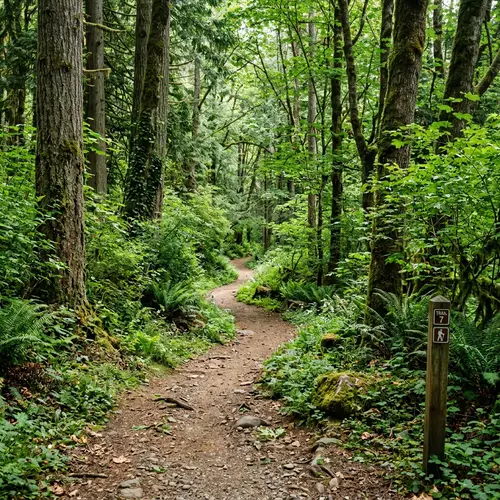 Serene Forest Trail | Realism, Hyperrealism, Photorealism