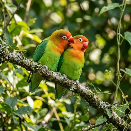 Fischer's Lovebird: A National Geographic Photo