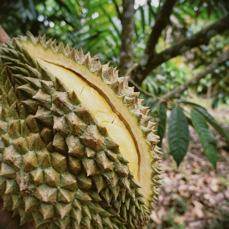 Durian: The King of Fruits - มันสำป.
