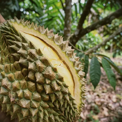 Durian: The King of Fruits - มันสำป.