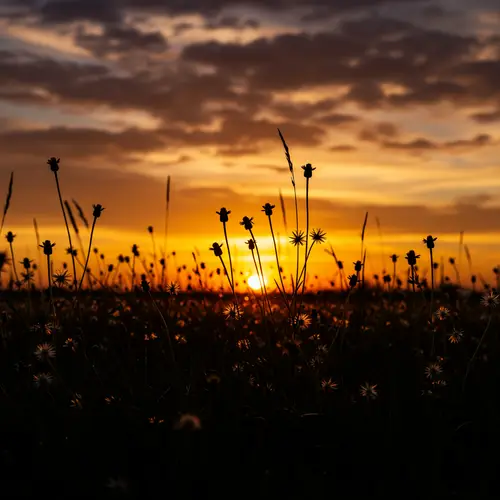 Beautiful Silhouette of Small Flowers