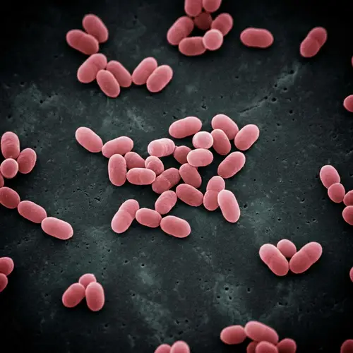 Understanding Bordetella Pertussis: Whooping Cough Agent