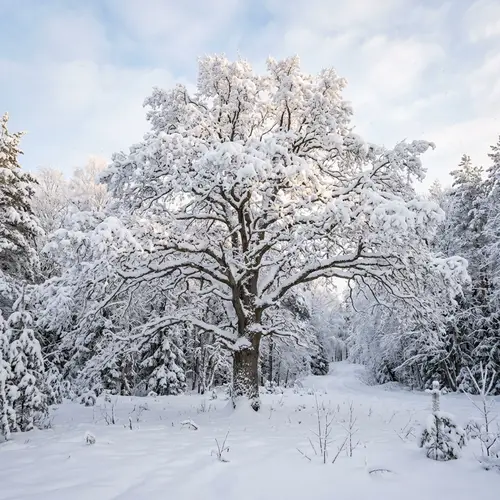 Enchanting Winter Scene with Majestic Snow-Covered Tree