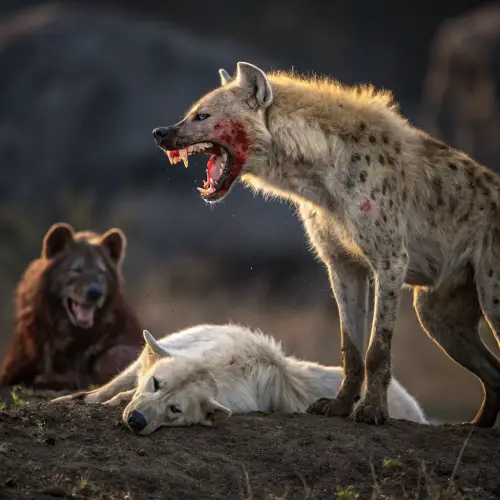 Hyena Laughs Over Bloodied Arctic Wolf Kill