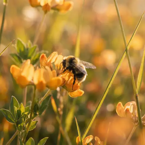 Professional Macro Photography of  Bee in Rich Natural Surroundings